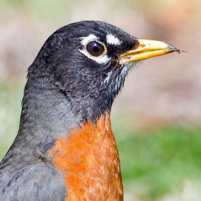 American Robin