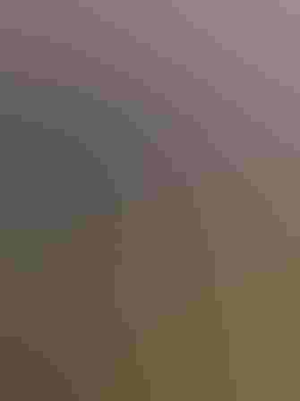 Adult. Photo: Kathleen Kitto/Audubon Photography Awards