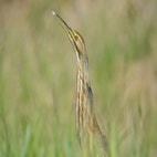 American Bittern | Audubon Field Guide
