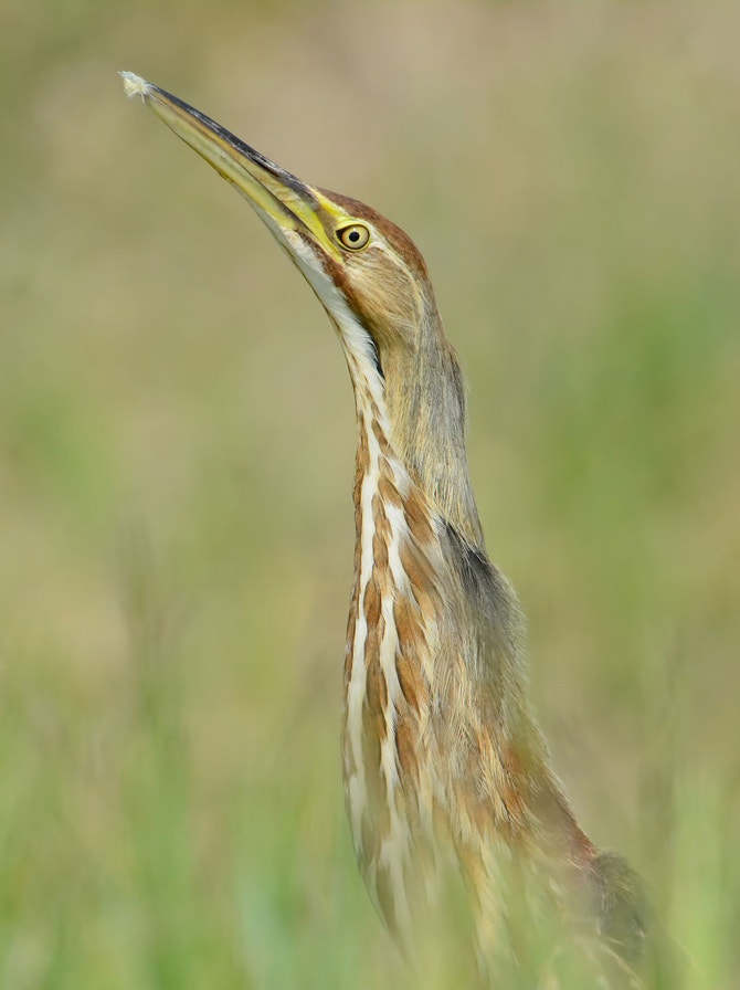 Birding by Ear | Audubon