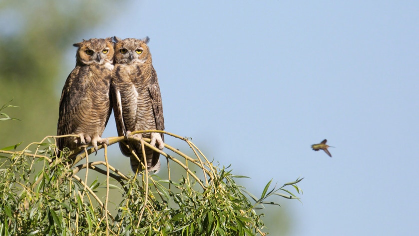 Immatures Great Horned Owl and Black-chinned Hummingbird. Photo: Ed Mackerrow/Audubon Photography Awards