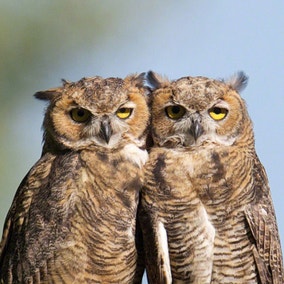 Great Horned Owl