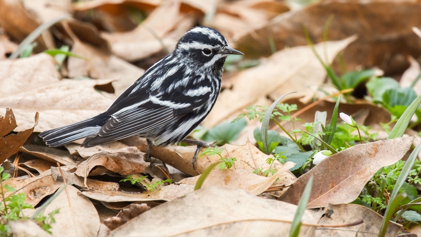 Breeding adult male. Photo: Andy Reago and Chrissy McClarren/Flickr (CC BY 2.0)