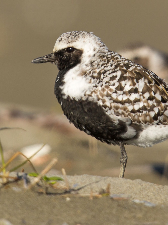 Plover Definition Plovers | Audubon