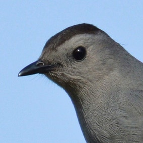 Maullador Gris