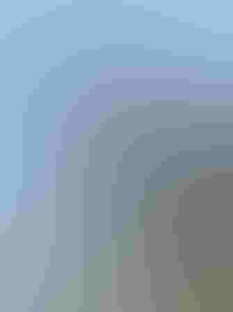 Maullador Gris