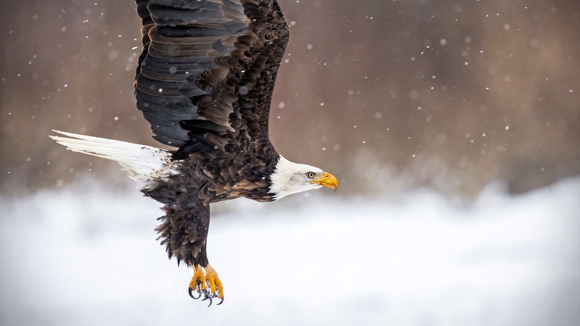 Adult. Photo: Bonnie Block/Audubon Photography Awards