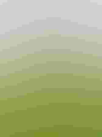 Adult. Photo: Joesboy/iStock