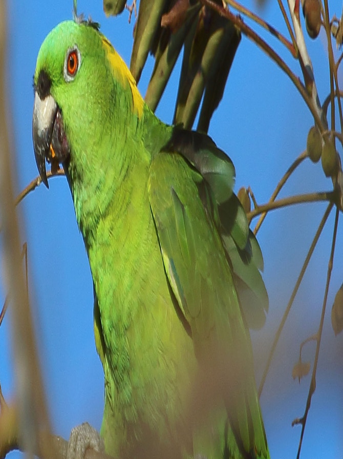 Foreign Parrots African and New World Parrots | Audubon