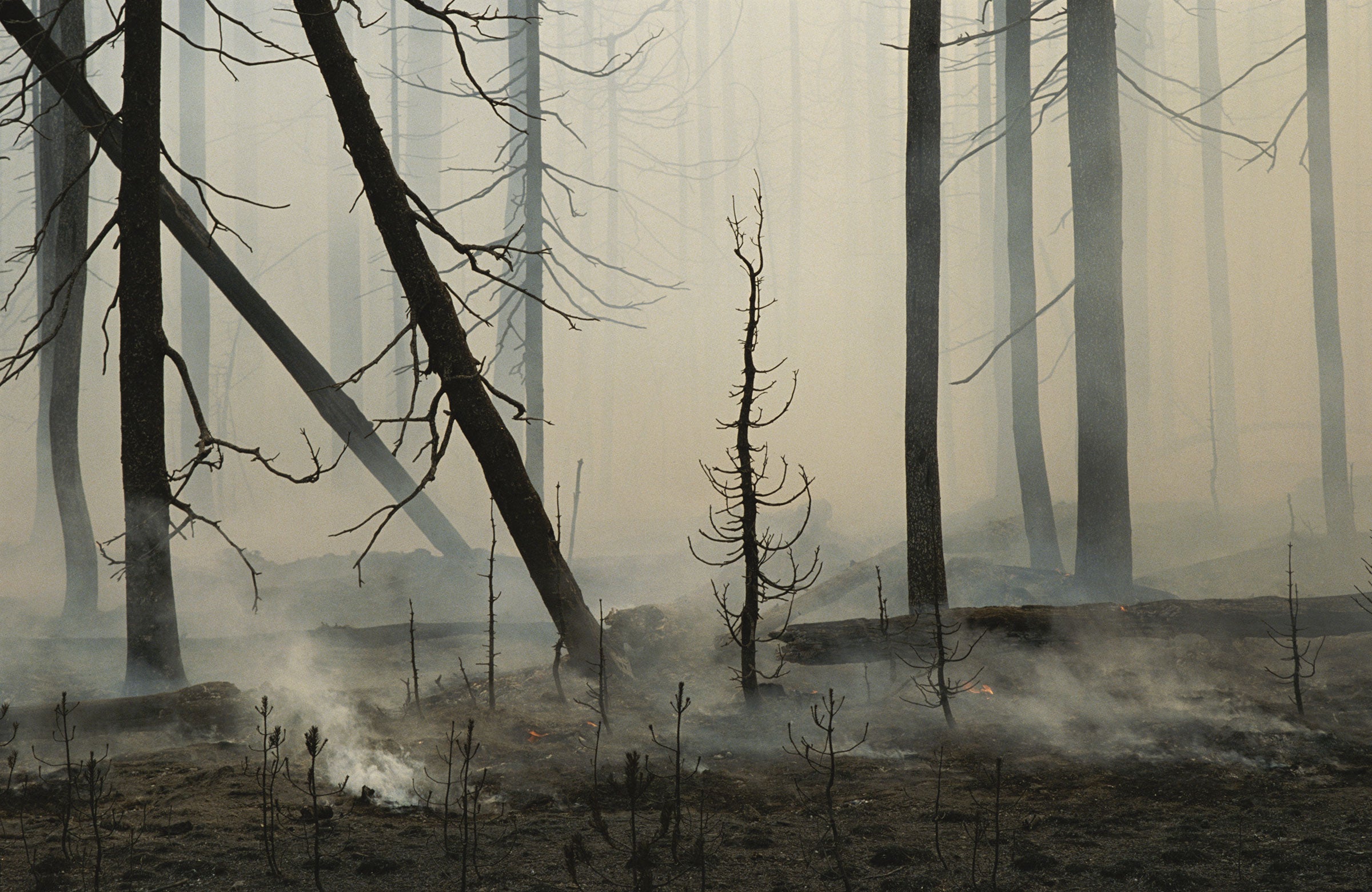A lodgepole pine forest smolders following a fire in Yellowstone National Park. Raymond Gehman/National Geographic Creative