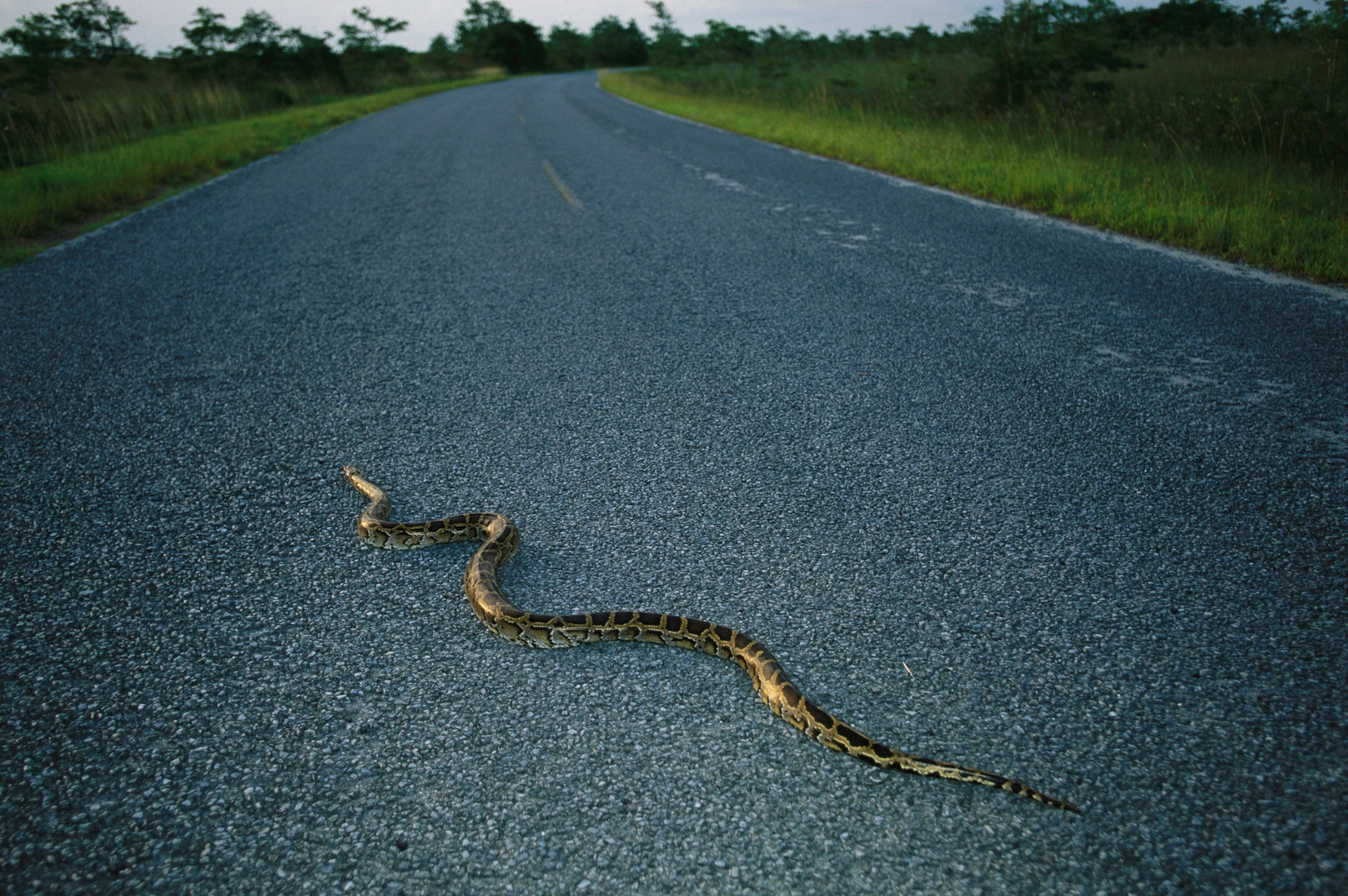 Everglades Pythons Exhibit New Behaviors | Audubon