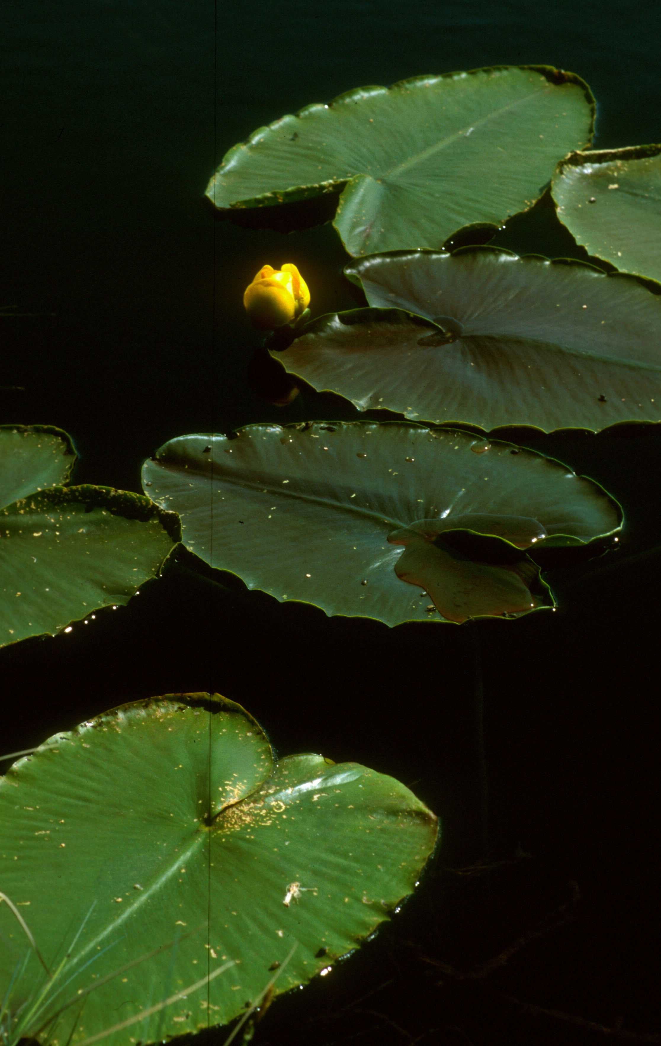 Great Yellow Pond-Lily