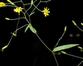 Allegheny Hawkweed