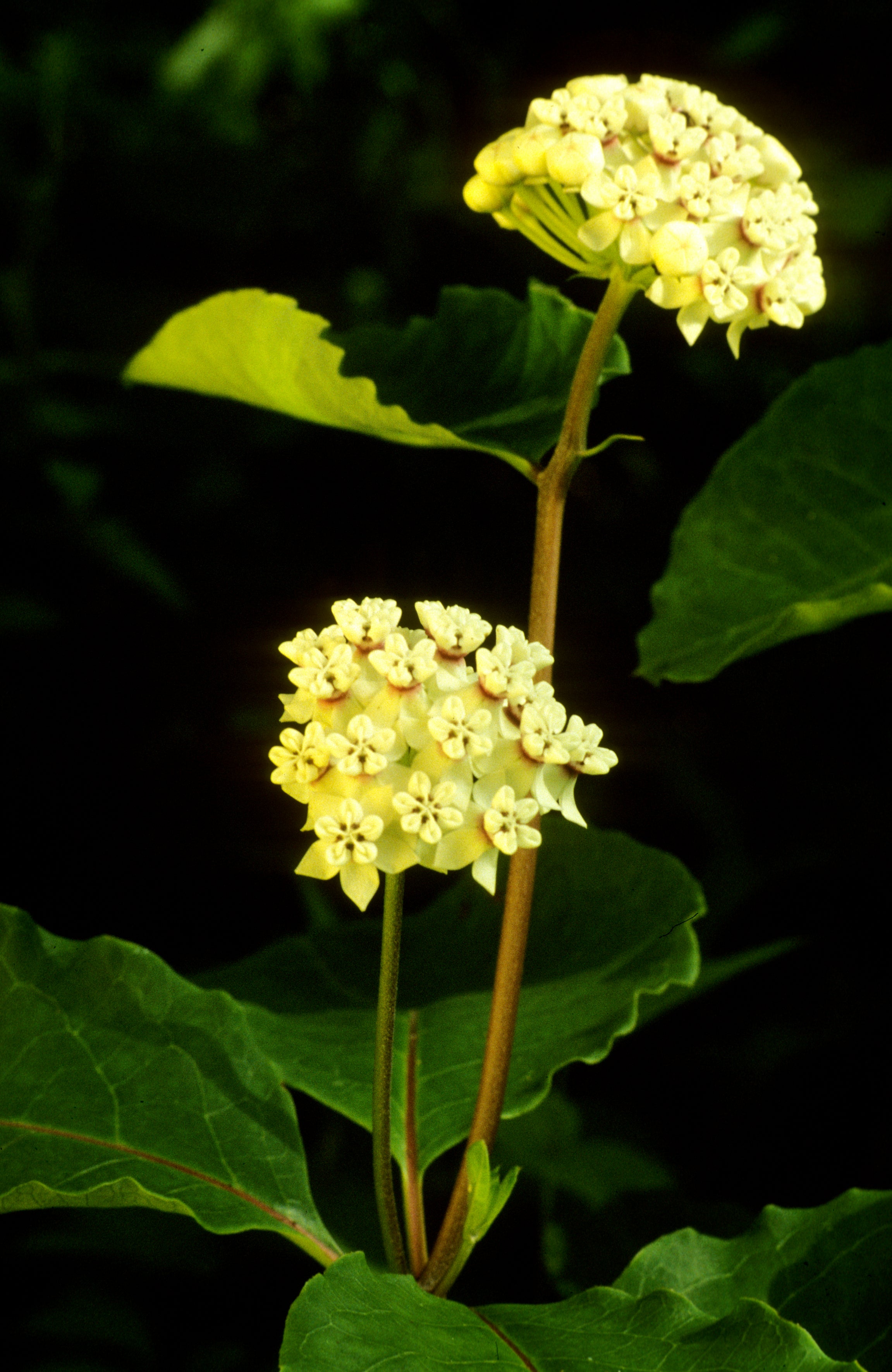 Red-Ring Milkweed