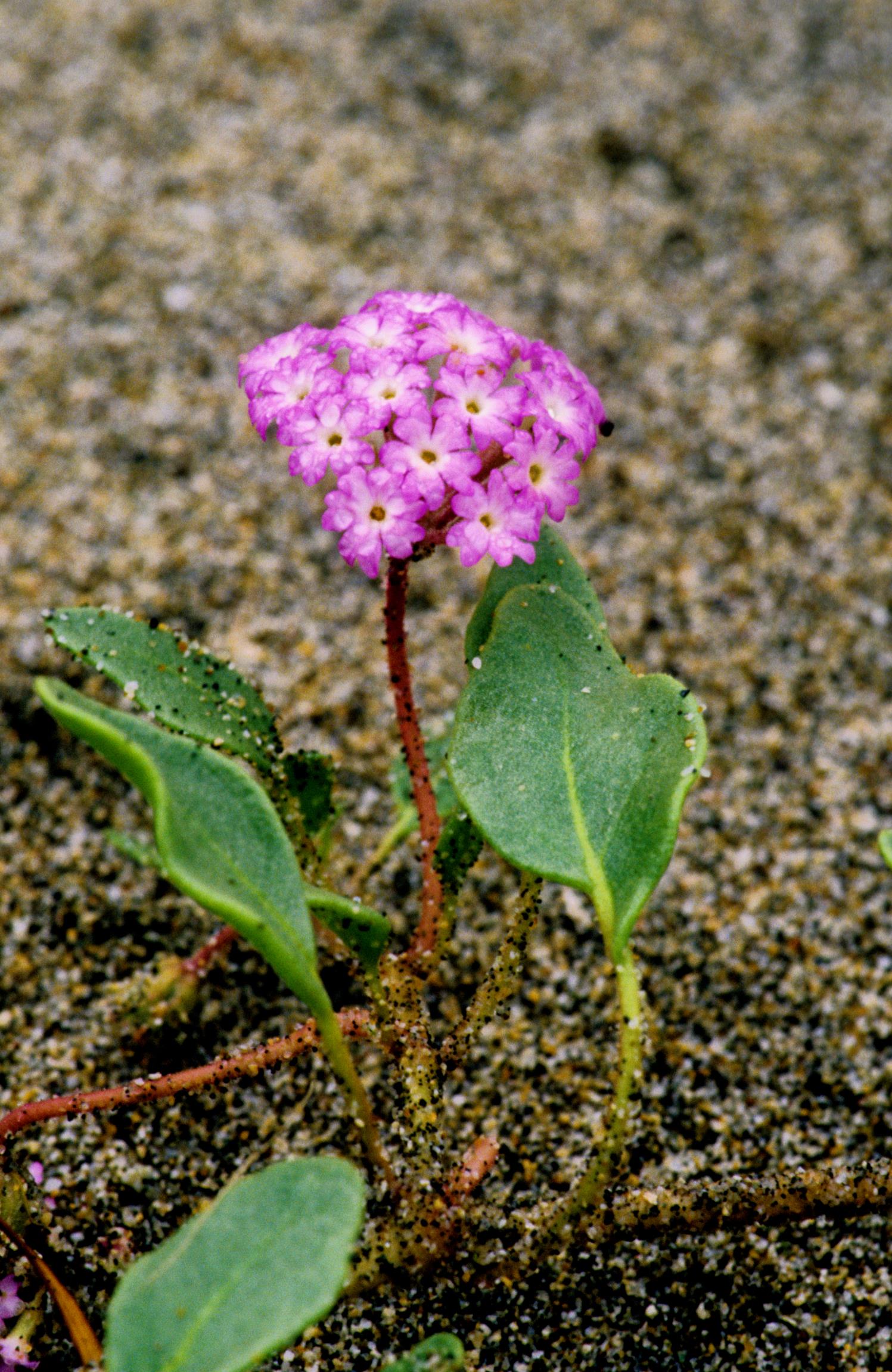 Pink Sand-Verbena