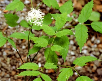 White Baneberry