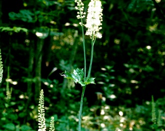 Black Bugbane