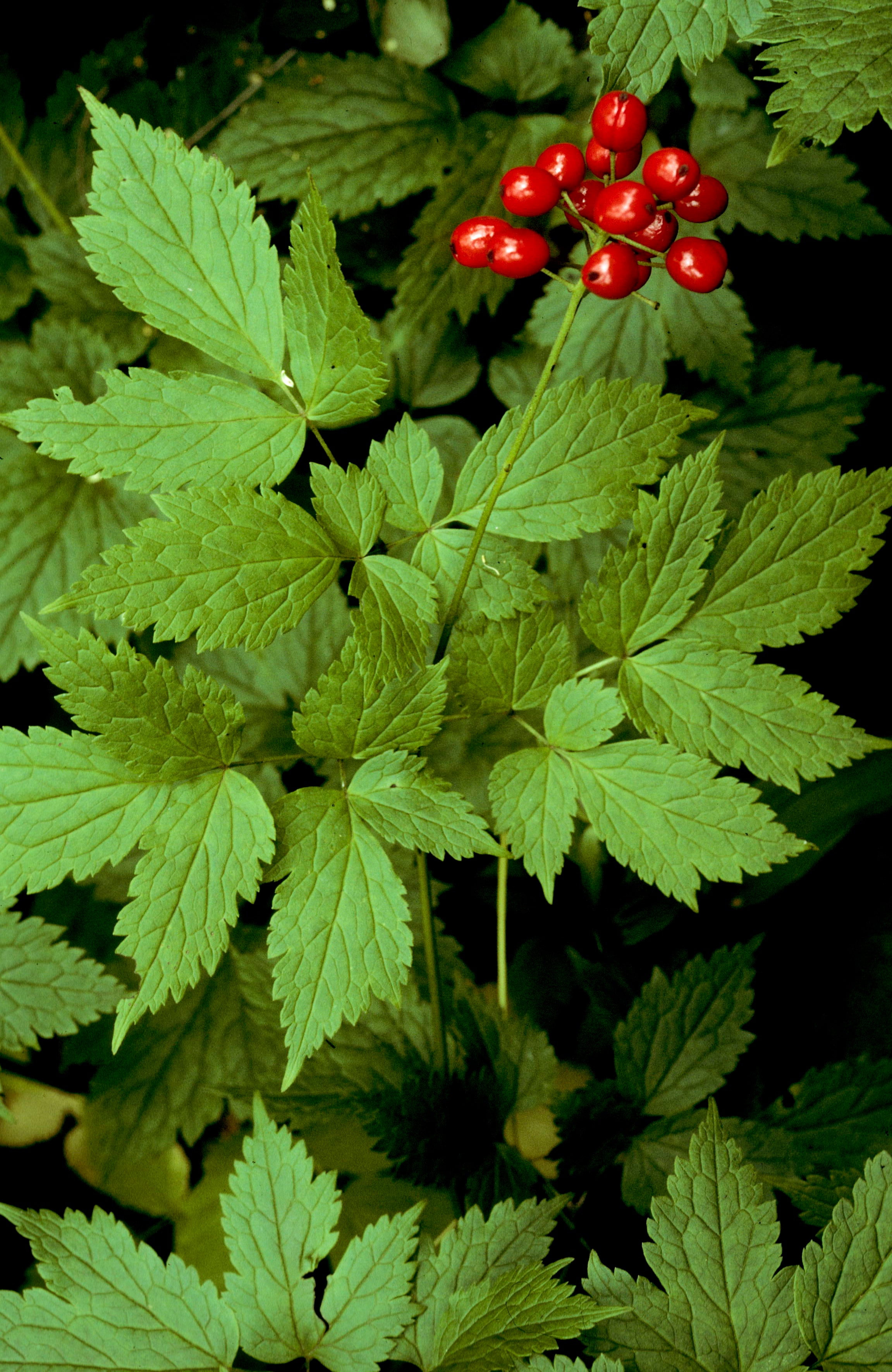 Red Baneberry