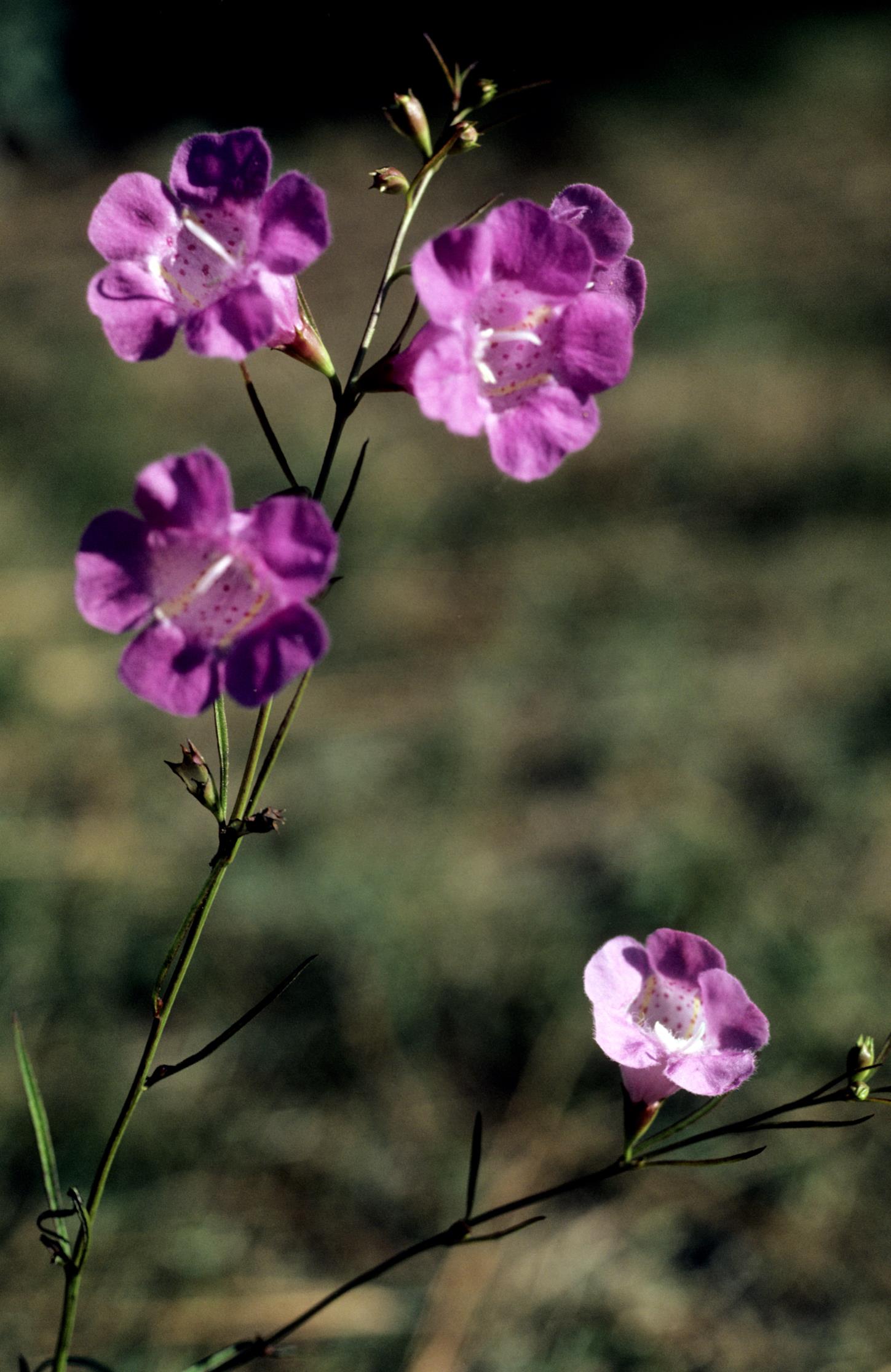 Purple False Foxglove