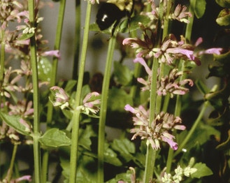 Yellow Giant-Hyssop