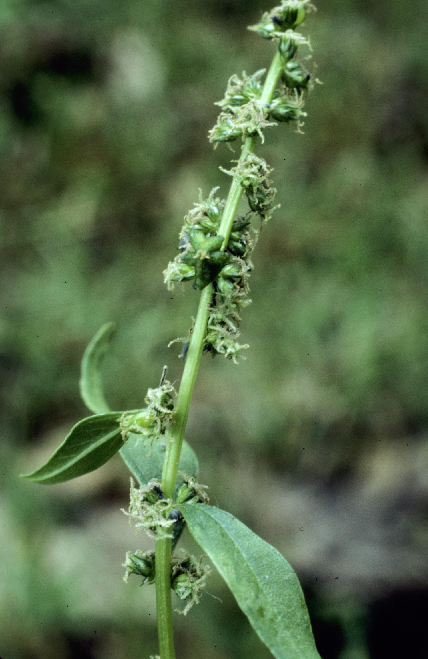 Tidal-Marsh Amaranth