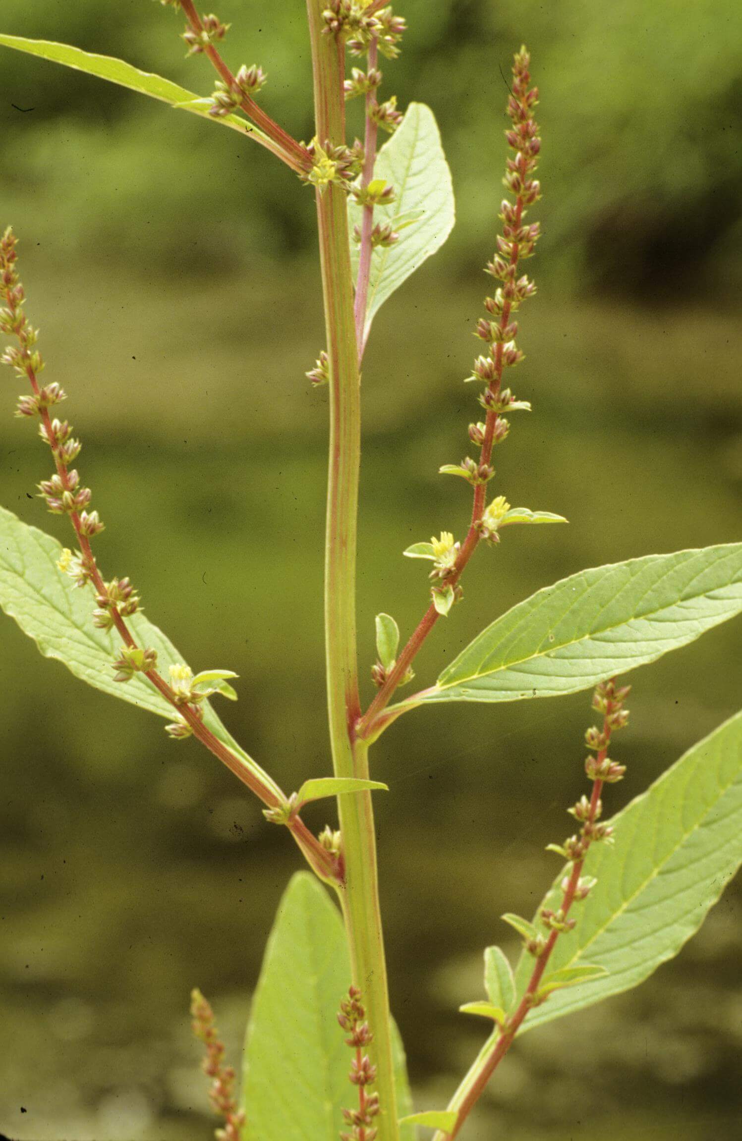 Rough-Fruit Amaranth