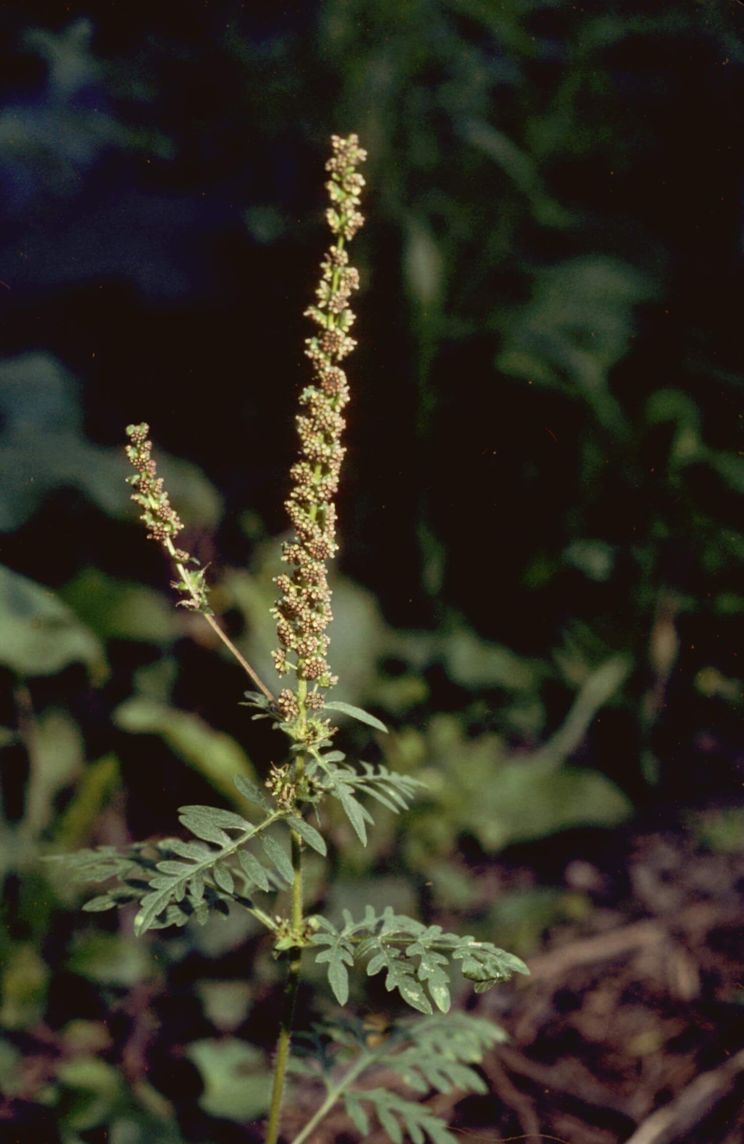 Annual Ragweed