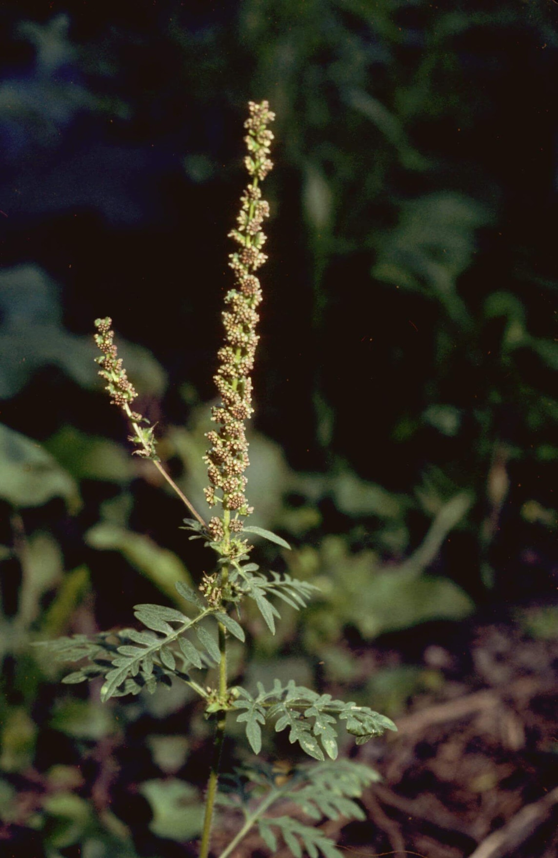 False Ragweed Texas Annual Ragweed | Audubon