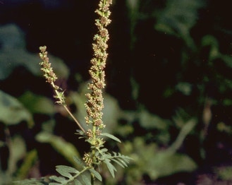 Annual Ragweed