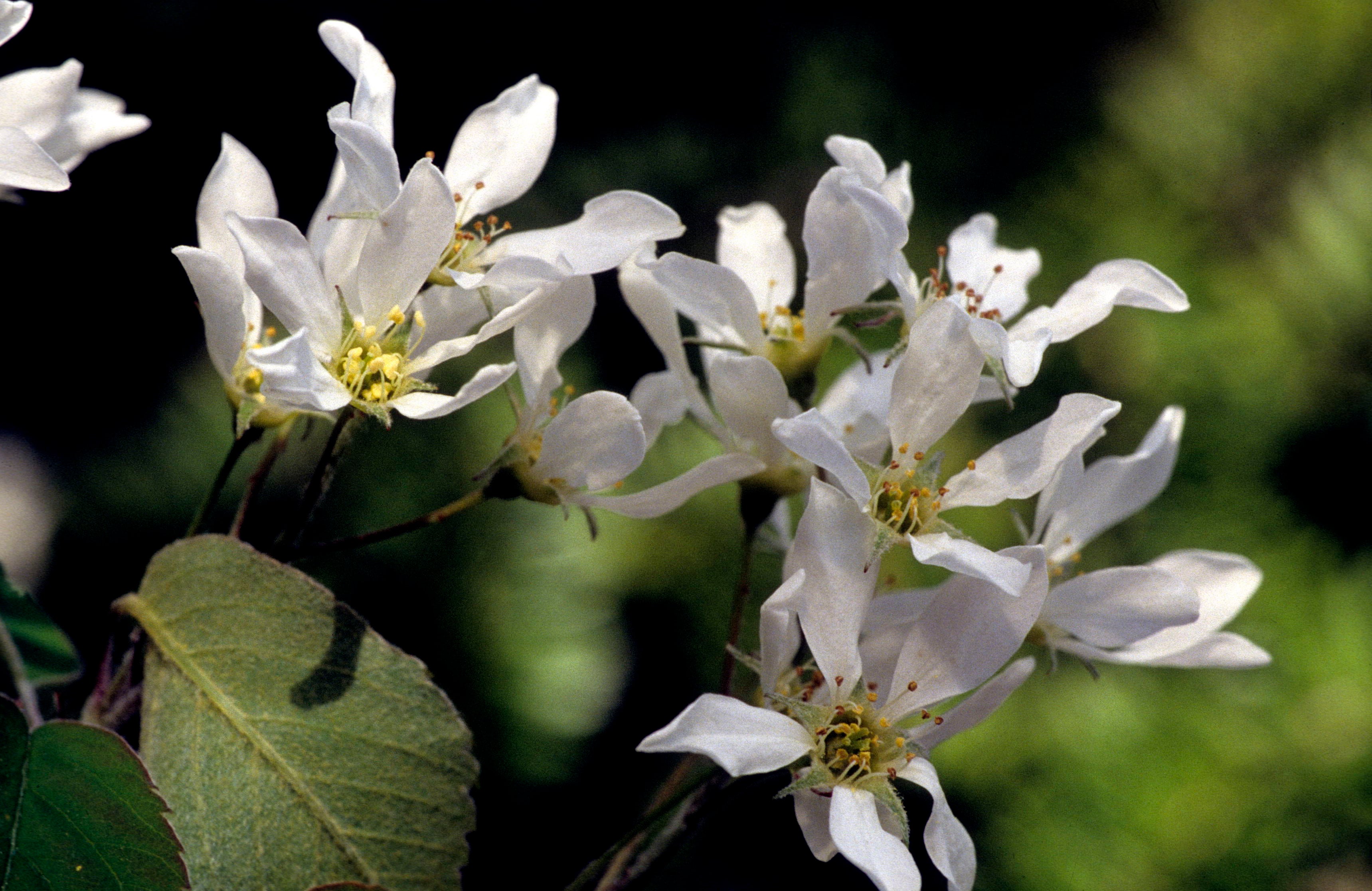 Round-Leaf Service-Berry