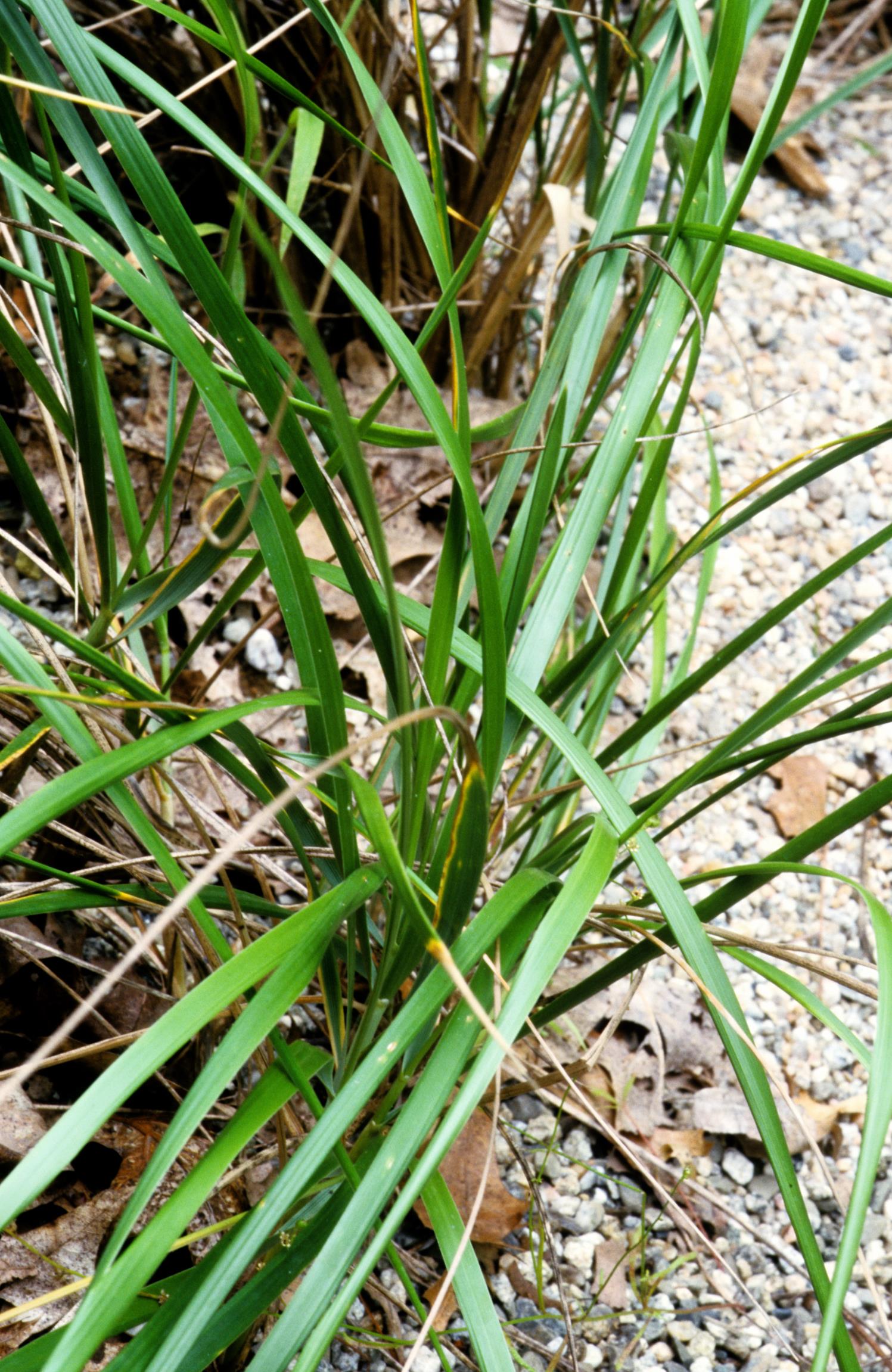 American Beach Grass