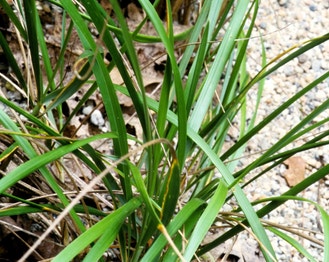 American Beach Grass