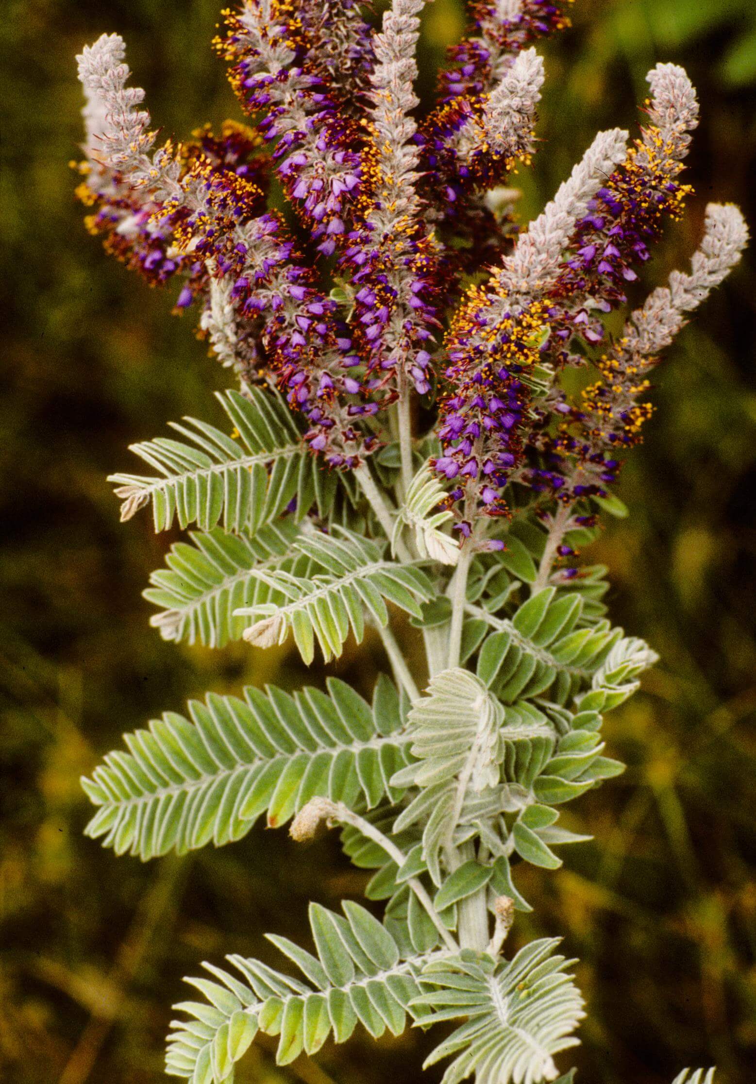 Leadplant