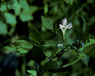 American Hog-Peanut