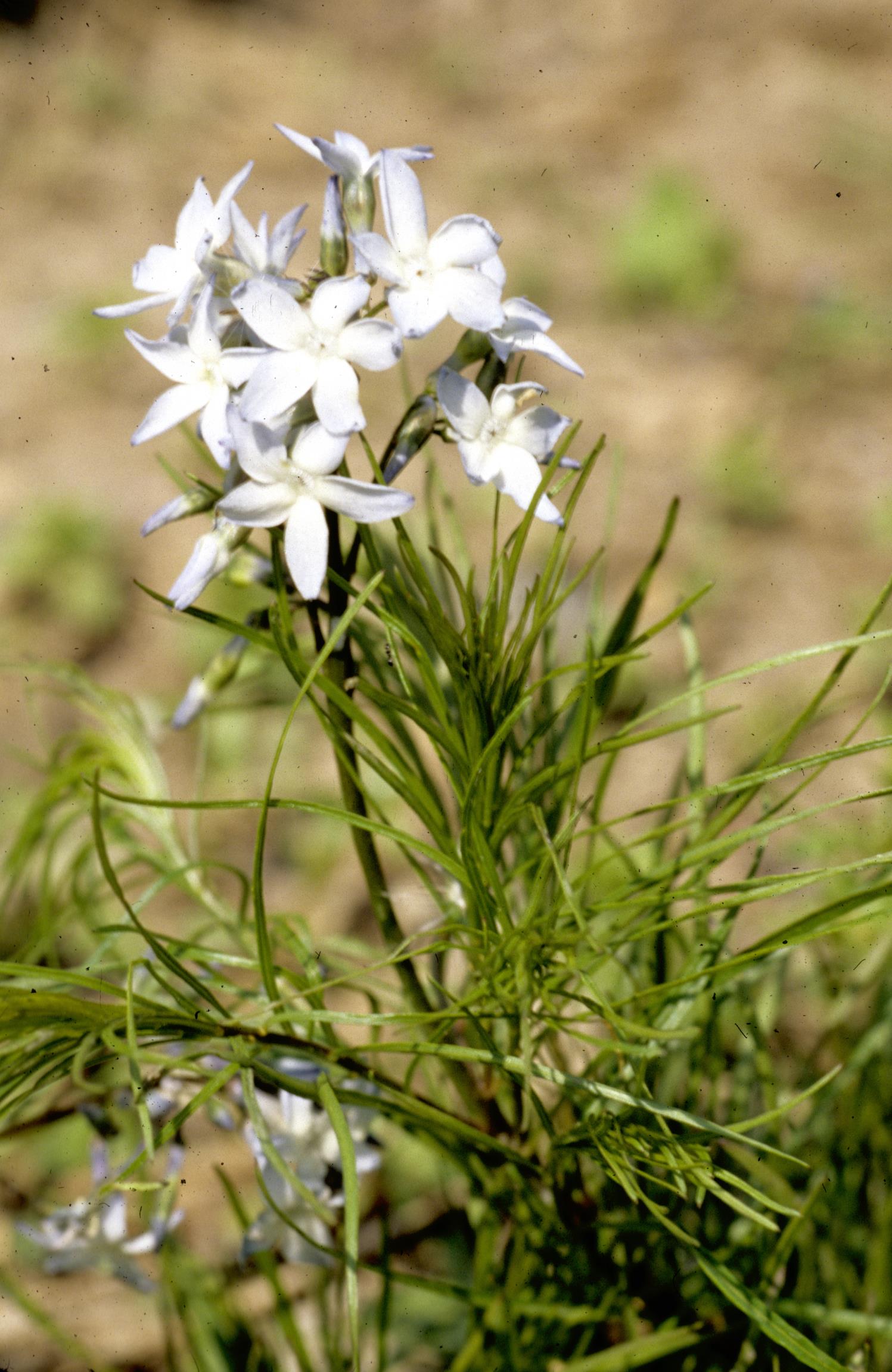 Fringed Bluestar
