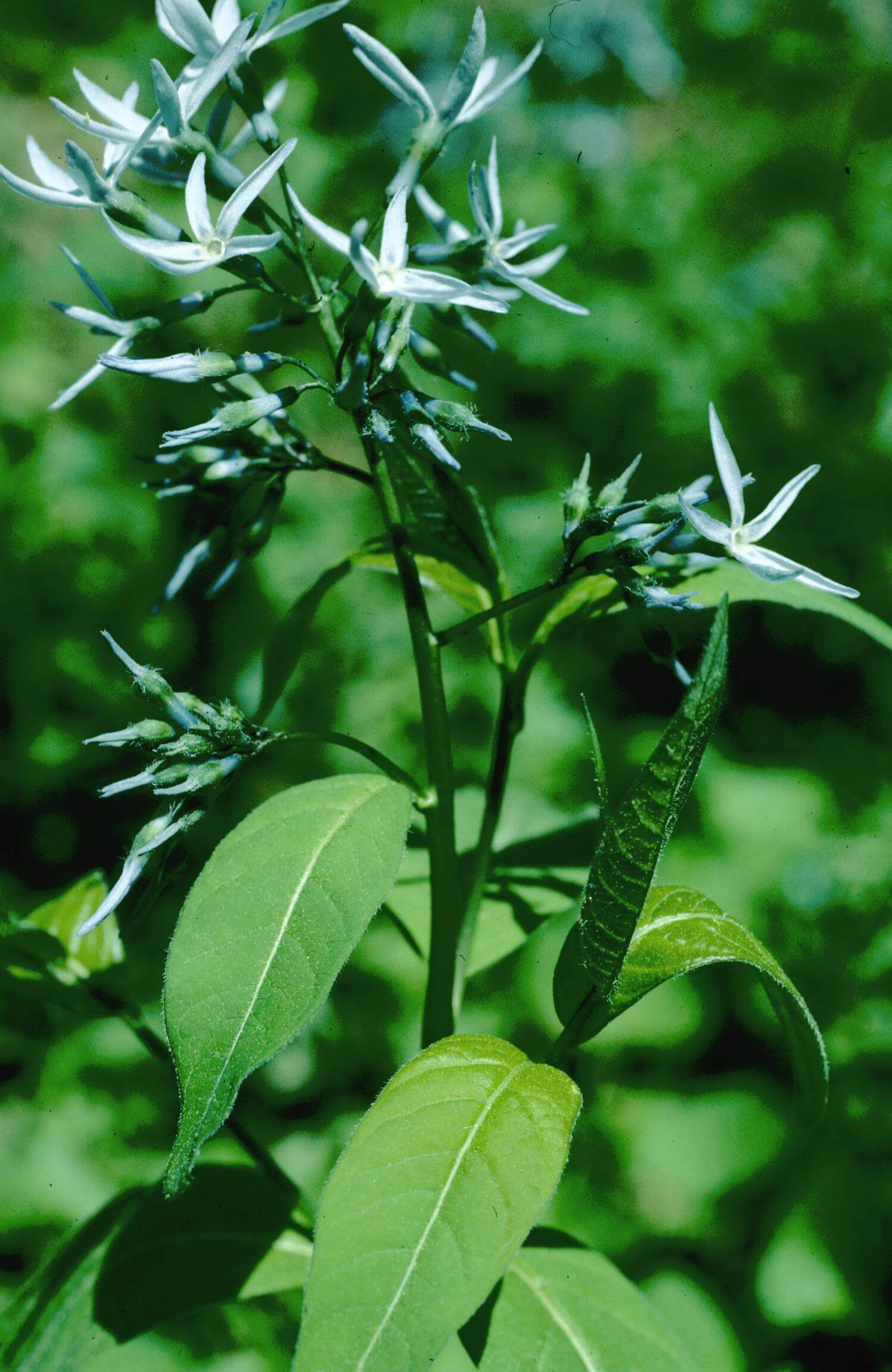 Eastern Bluestar