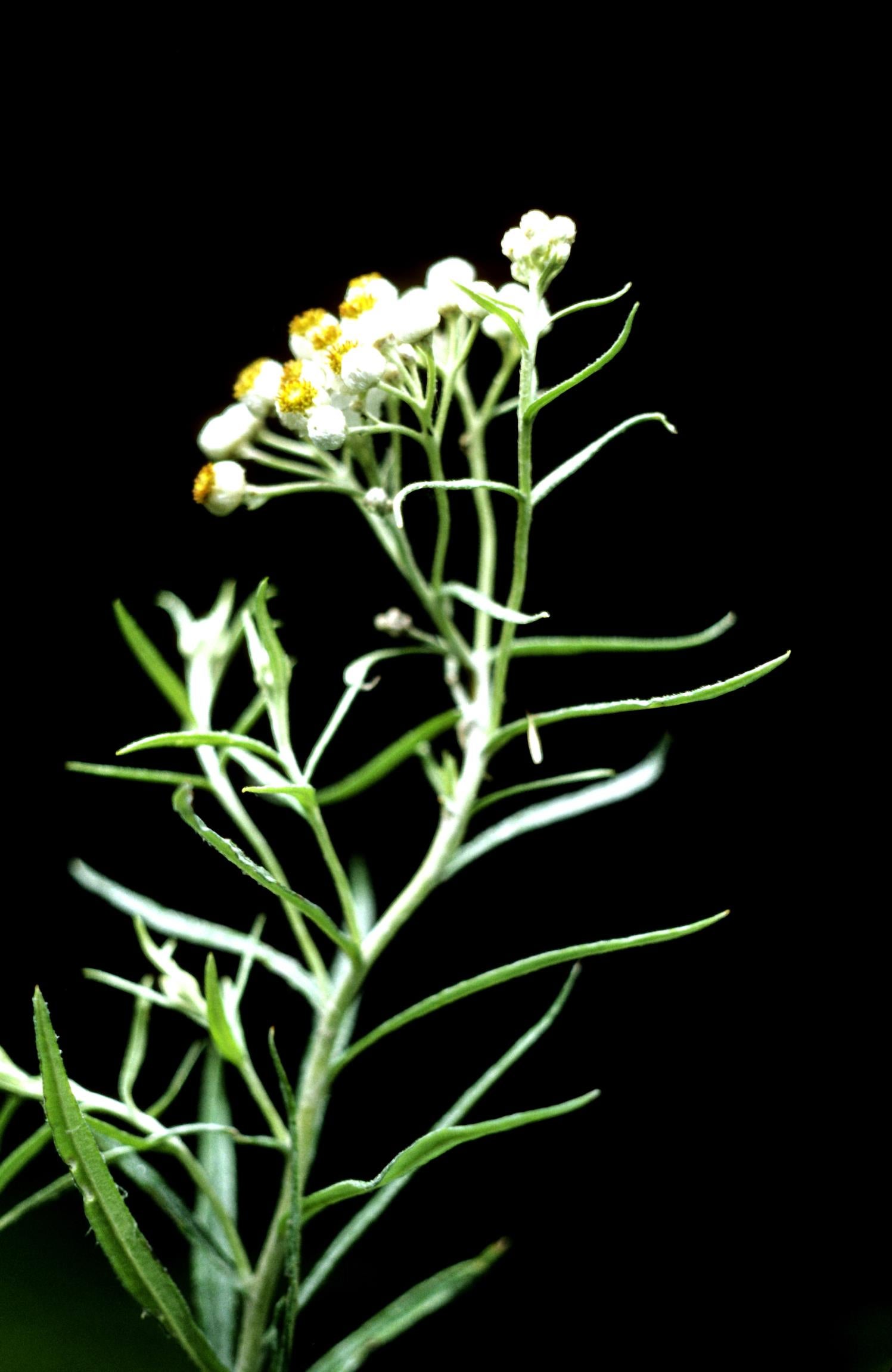 Pearly-Everlasting