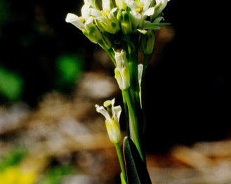 Tower-Mustard