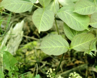 Wild Sarsaparilla