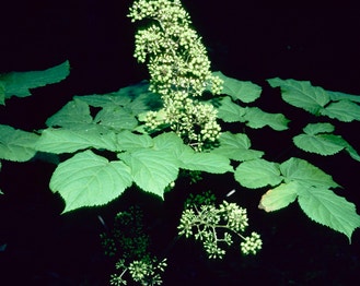 American Spikenard