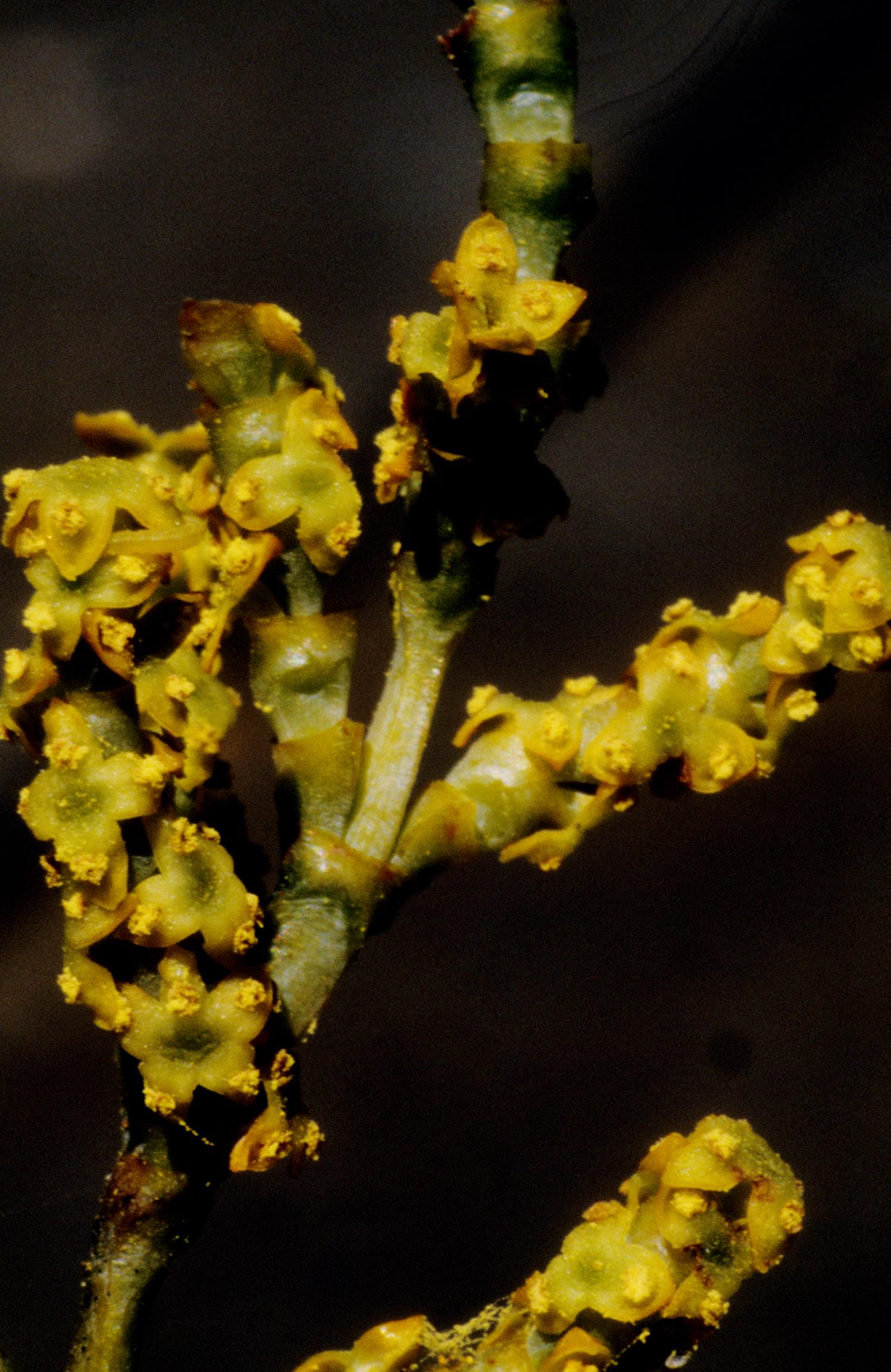 Western Dwarf-Mistletoe