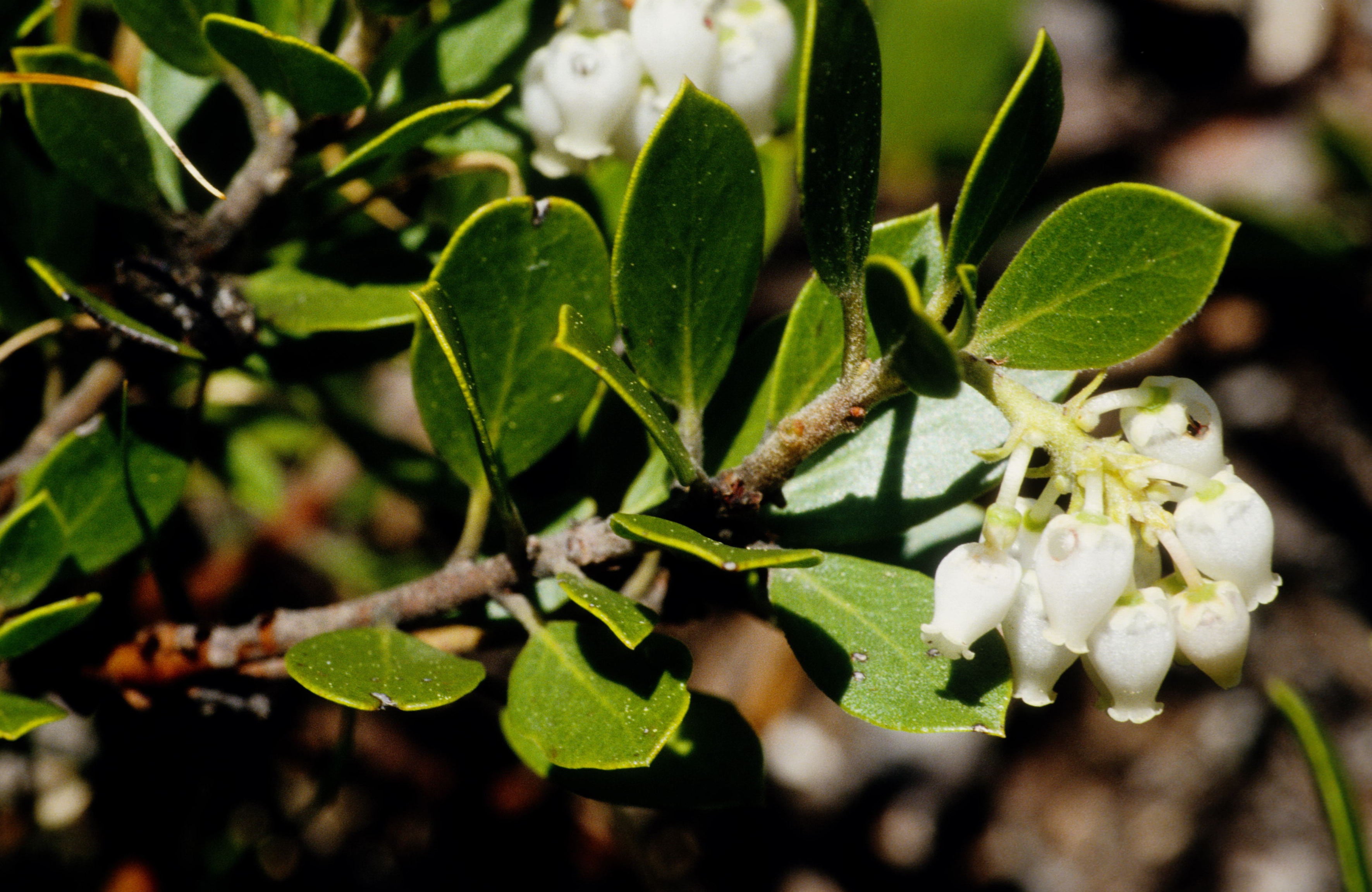 Pinemat Manzanita