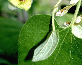 Woolly Pipevine