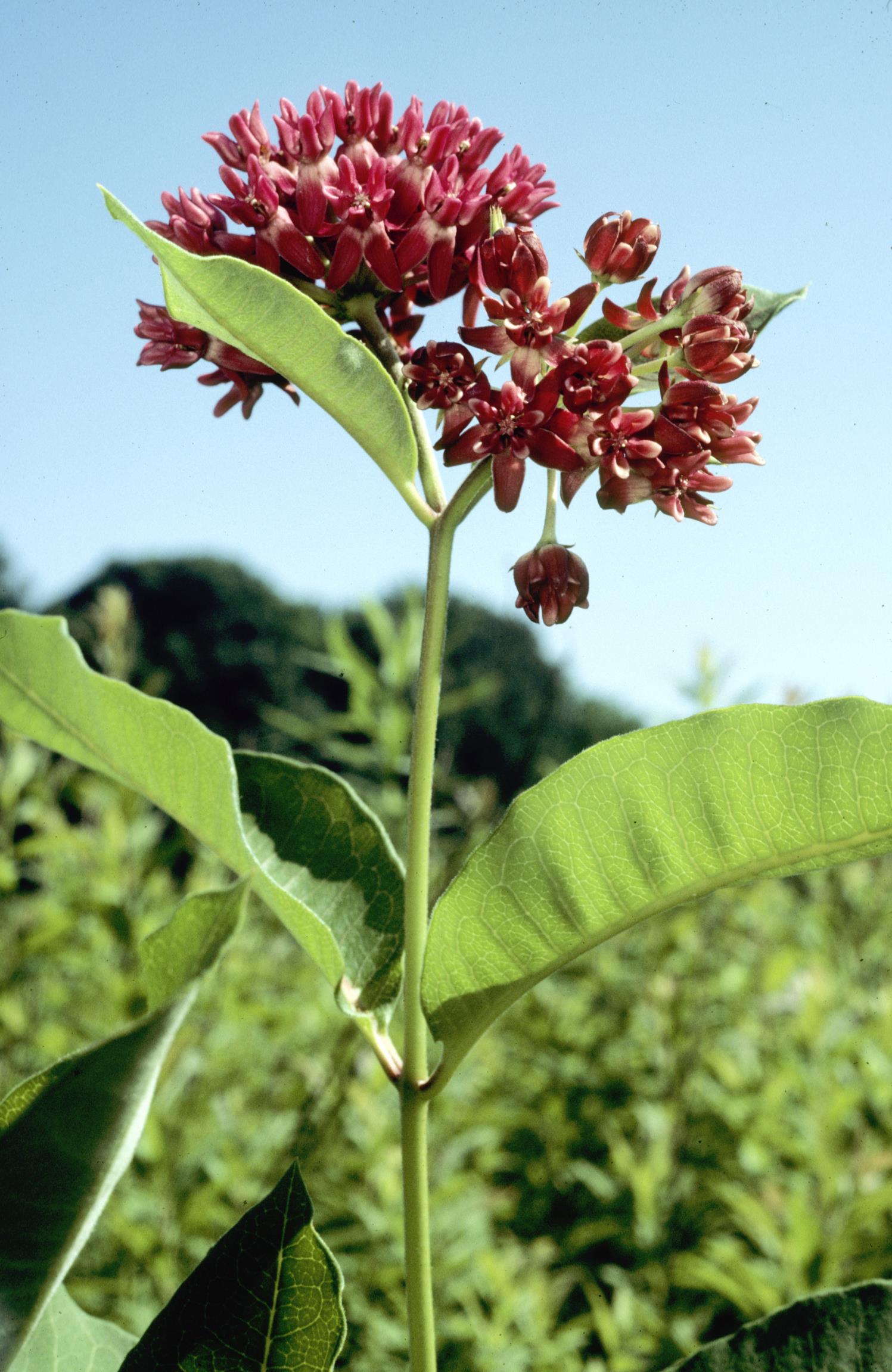 Purple Milkweed