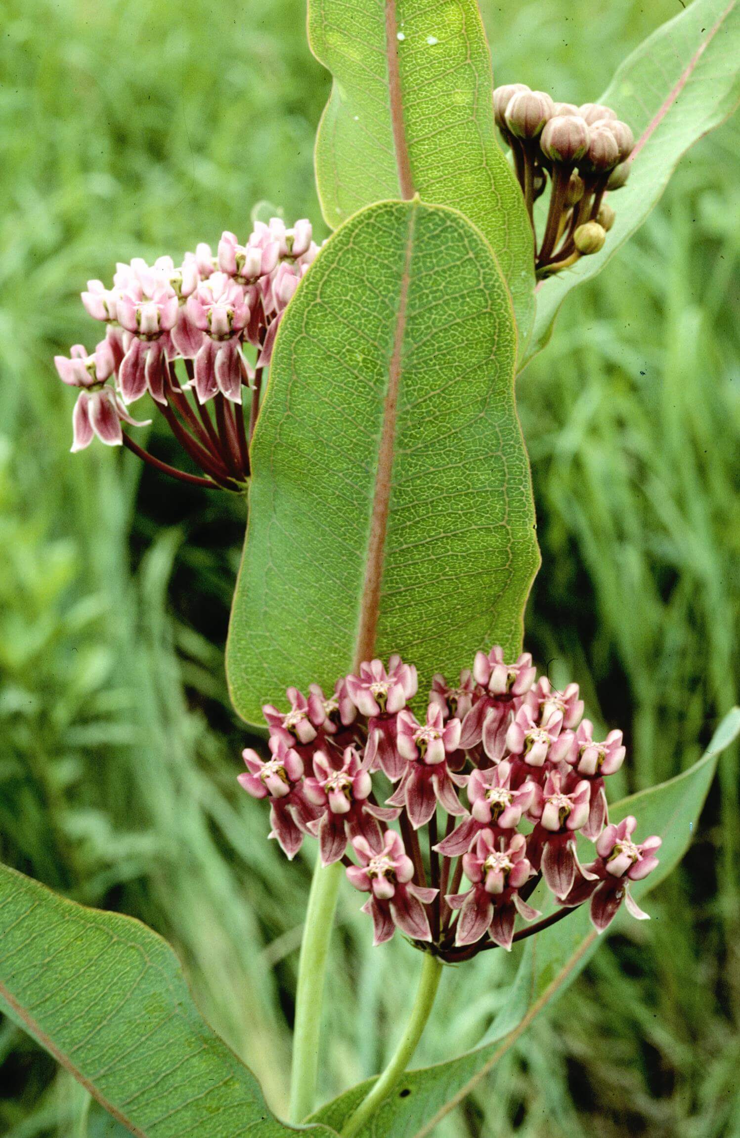 Prairie Milkweed