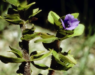 Blue Water-Hyssop