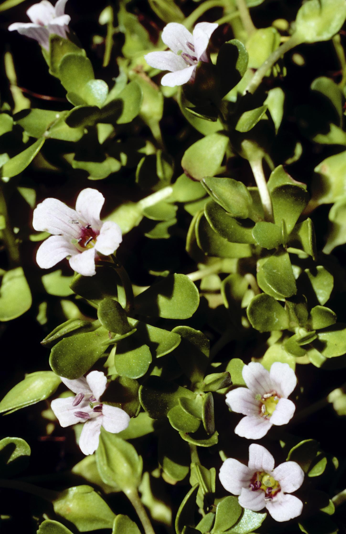 Herb-of-Grace