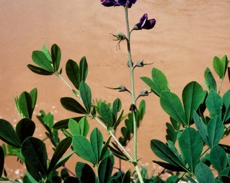 Blue Wild Indigo