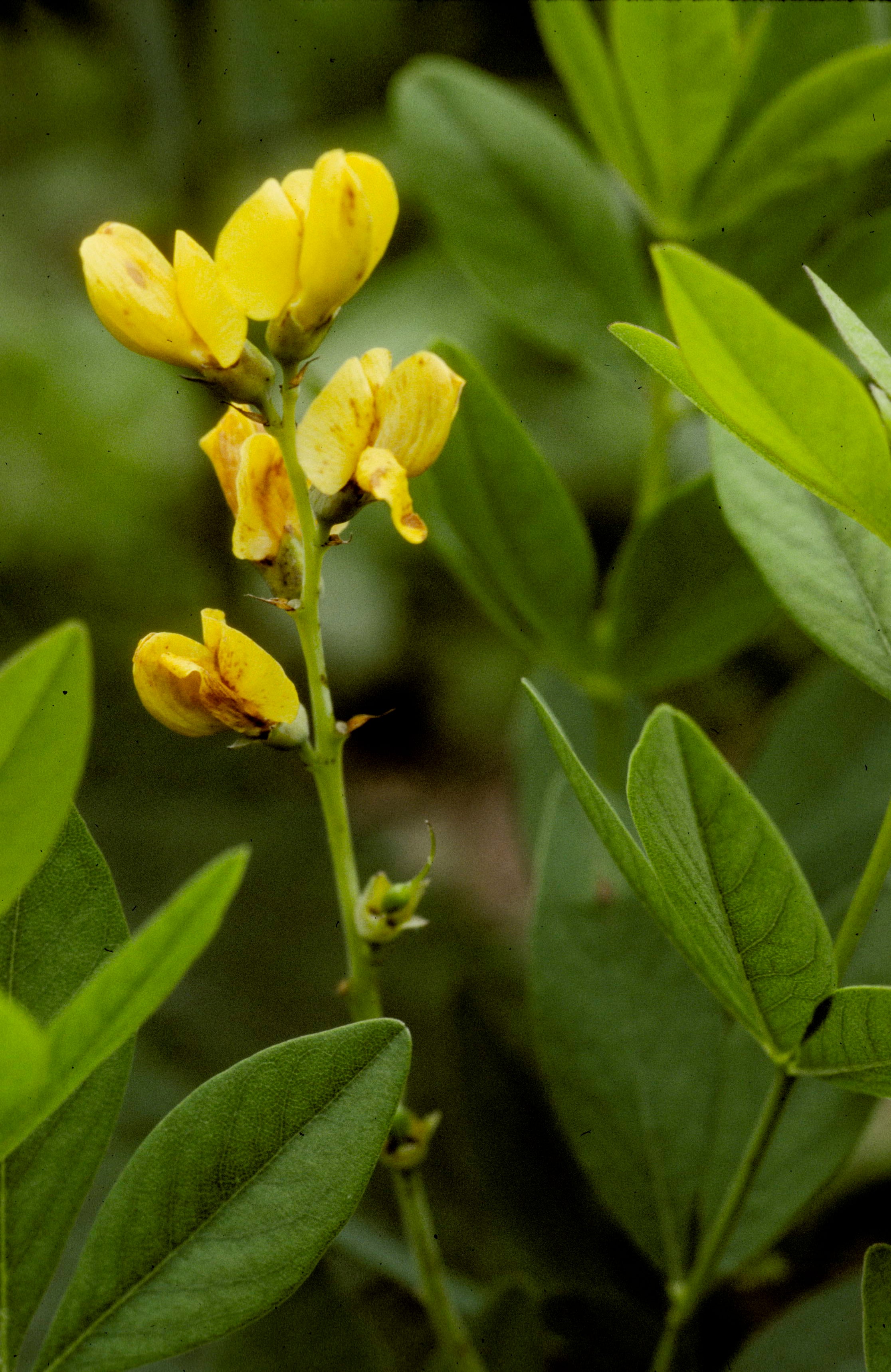 Yellow Wild Indigo