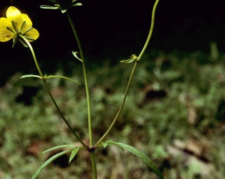 Bearded Beggarticks